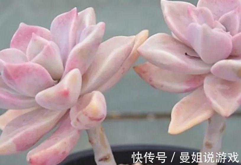 多肉紫雾怎么养殖，掌握5点，出状态粉嫩粉嫩的，太漂亮了