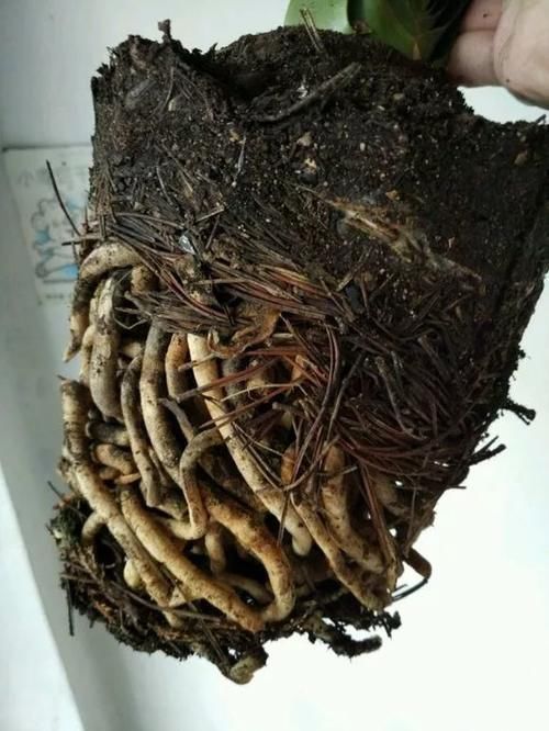 自制4种营养土,再也不板结烂根,大白根能挤破盆!