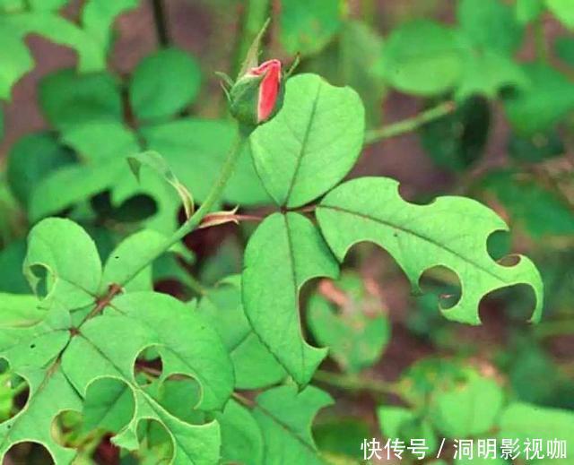 爆盆|抵不住高温花卉全死了,那就剪成“秃秃花”,1个月又重新长爆盆