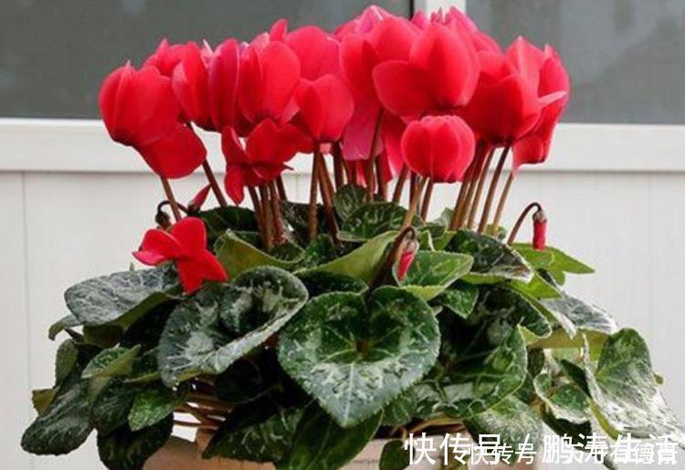 耳朵花|3种花是爆盆“能手”,开起花来“拦”不住,被称为开花机器