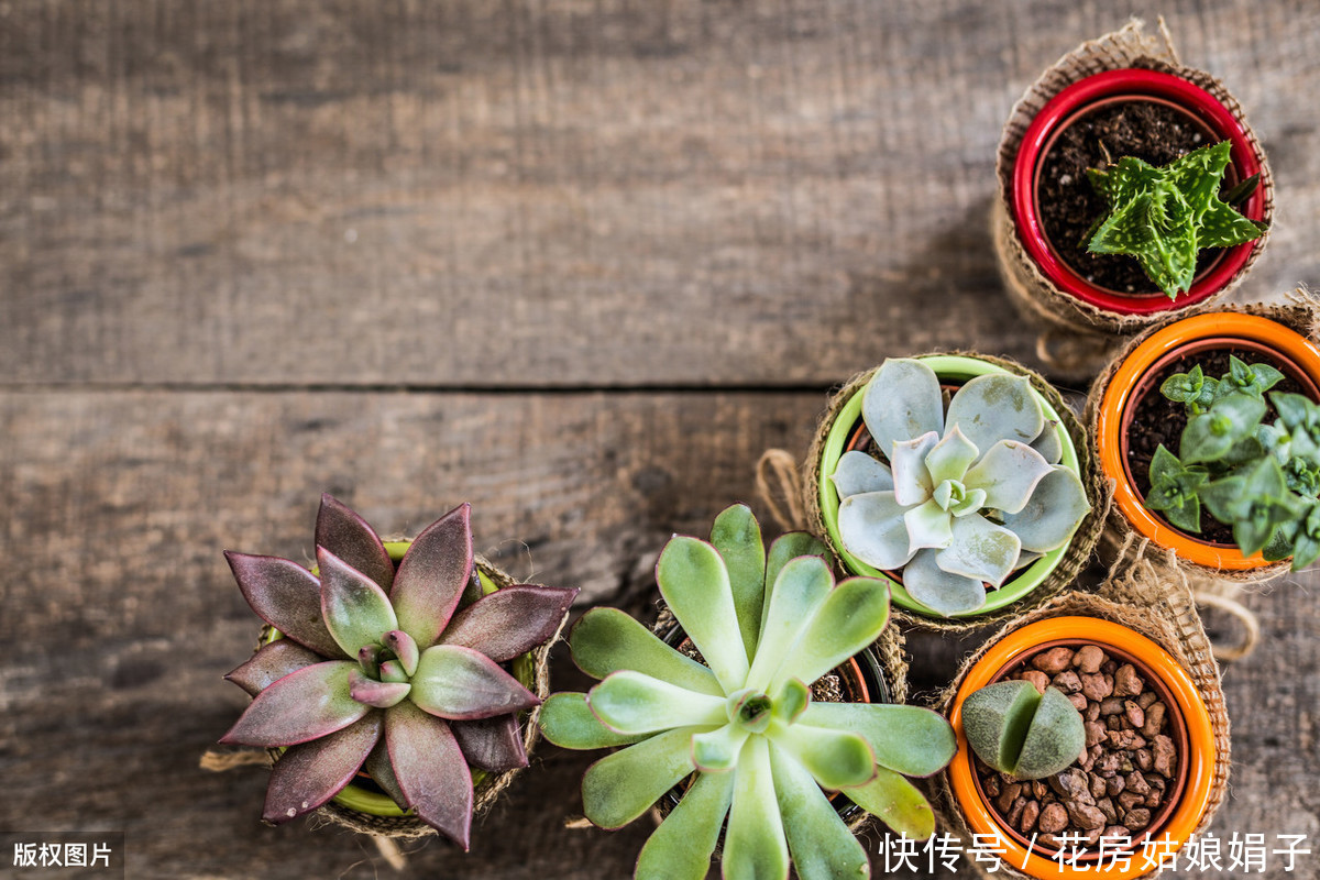 养殖|多肉的专业术语有哪些?学会这些多肉术语,你也可以小装一下