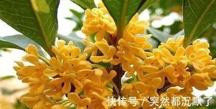 美丽的传说#桂花,就是最美秋日诗词