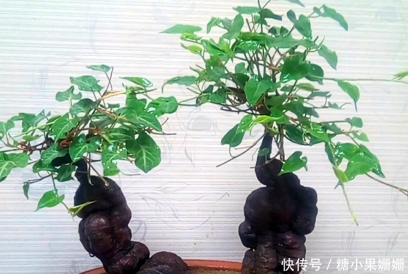 它是“四大仙草”之一,与人参灵芝齐名,农村常见,做盆景很美