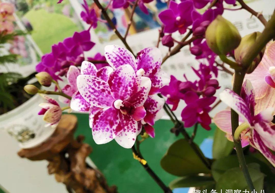 蝴蝶兰有“三怕”,养护要避开,猛窜芽冒花苞,清香宜人小半年