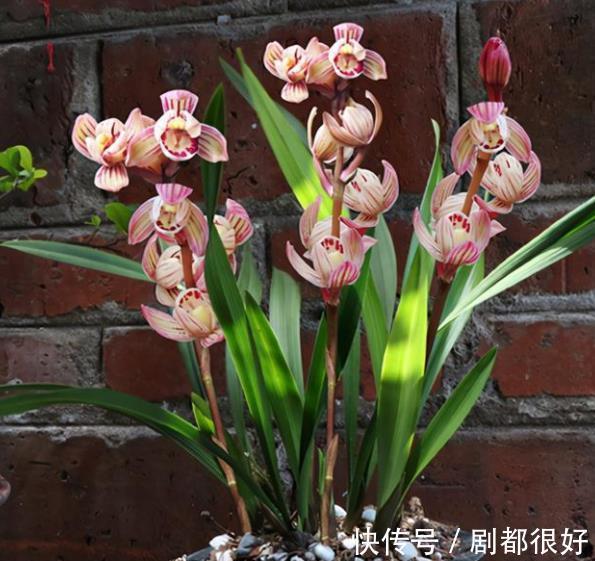 花朵|首次养兰花，推荐你养棵金荷，皮实好养香味清新，多季节有花赏