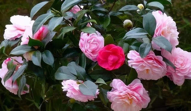 春节|寒冬养茶花,4个窍门“摸透它”,春节开大花,华贵娇艳满枝丫