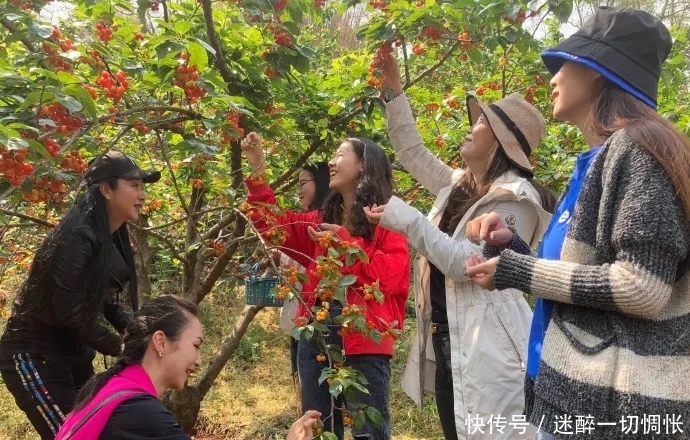 朋友圈将被刷屏！一大波摘樱桃的人正在靠近