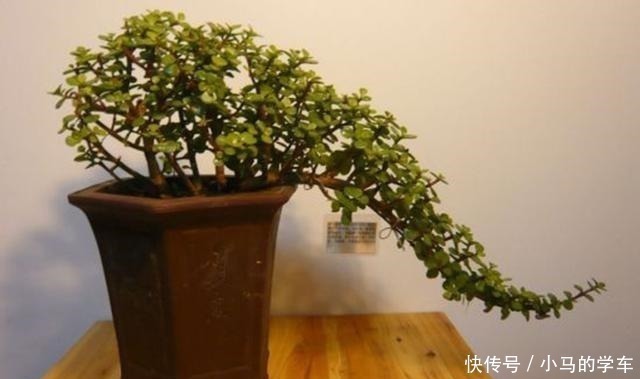 塑型|金枝玉叶，别养错了，30天剪一次，精雕细琢，养成盆景才漂亮！