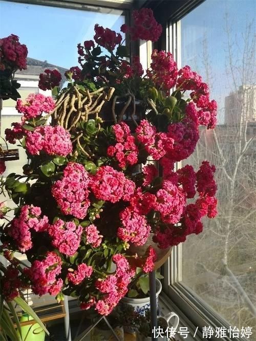 三角梅|6种花就怕浇水多,水一多就不开花,少浇水反而开得旺!
