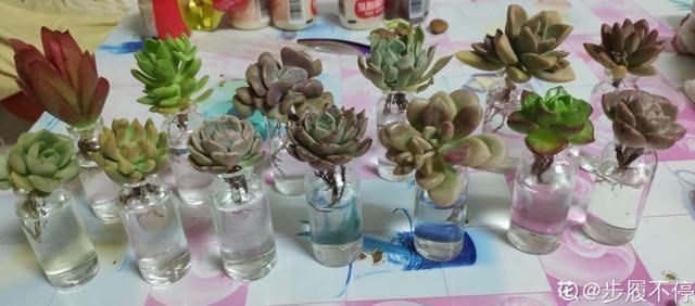 水里|多肉丢水里好度夏,叶子疯狂吸水,几天就变胖了