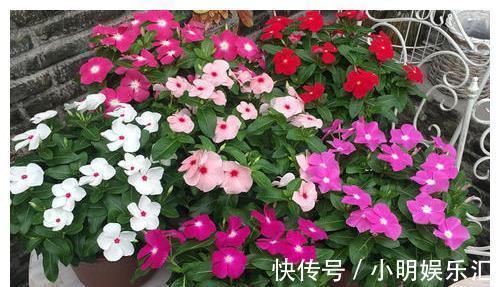 金鱼草|6种“漂亮花”，五块钱买一盆，持续开花200天，太便宜了