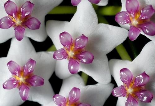 球兰,集观叶、赏花、闻香于一身,栽培难度低,新手也能养