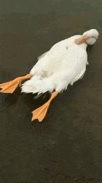 |搞笑GIF: 这样的新娘要不得 客人刚新娘就原形毕露了