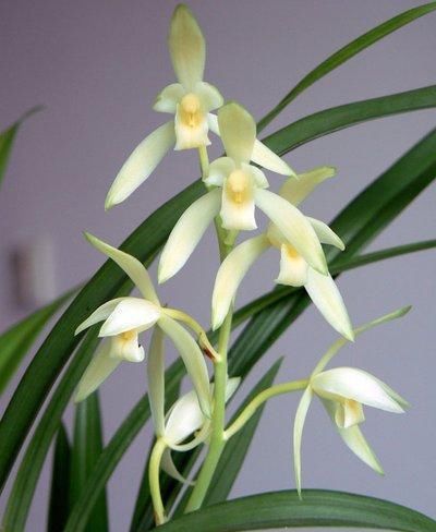 素心兰|比“艺术品”还美的兰花,花色素雅,芳香扑鼻,是新手养兰的首选