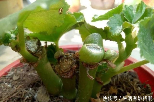 10种花,春天不能晒,躲屋里最安全!10种花,春天不能晒,躲屋里最安全!