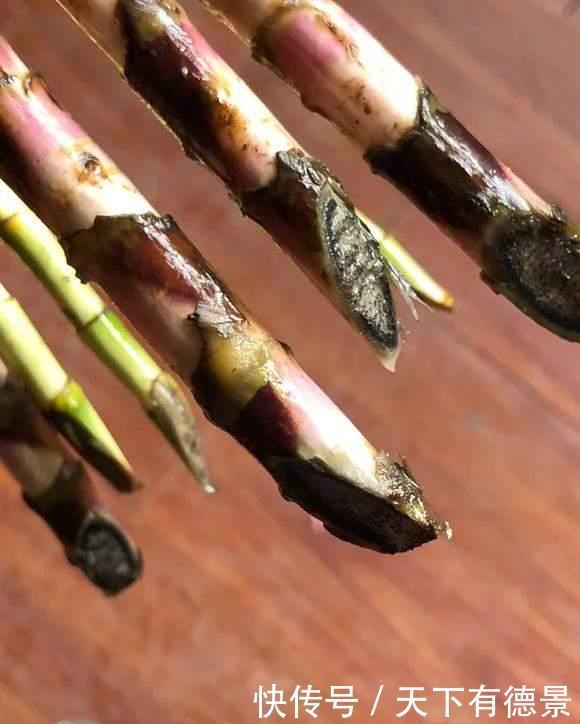 富贵竹|富贵竹黄叶黑杆,水里加点料,2周生根冒新叶!