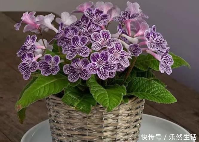 最适合养在室内的7种花，有点散射光就能蹭蹭地长