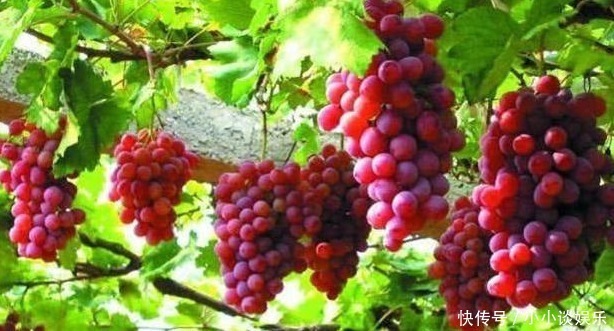 葡萄|女性可常吃3种食物,防止脂肪的堆积,减肥瘦身,淡斑美容