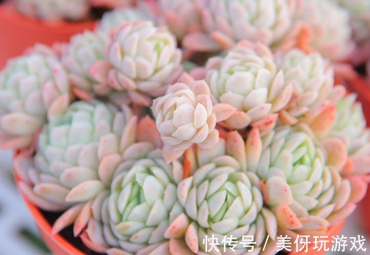 想不到这种多肉植物也是有香味的,家里养了的朋友赶紧闻闻