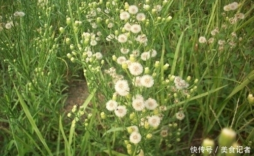 一枝蒿|长在田间地头的野草，被农民当害草，治牛皮癣有奇效，大家认识吗