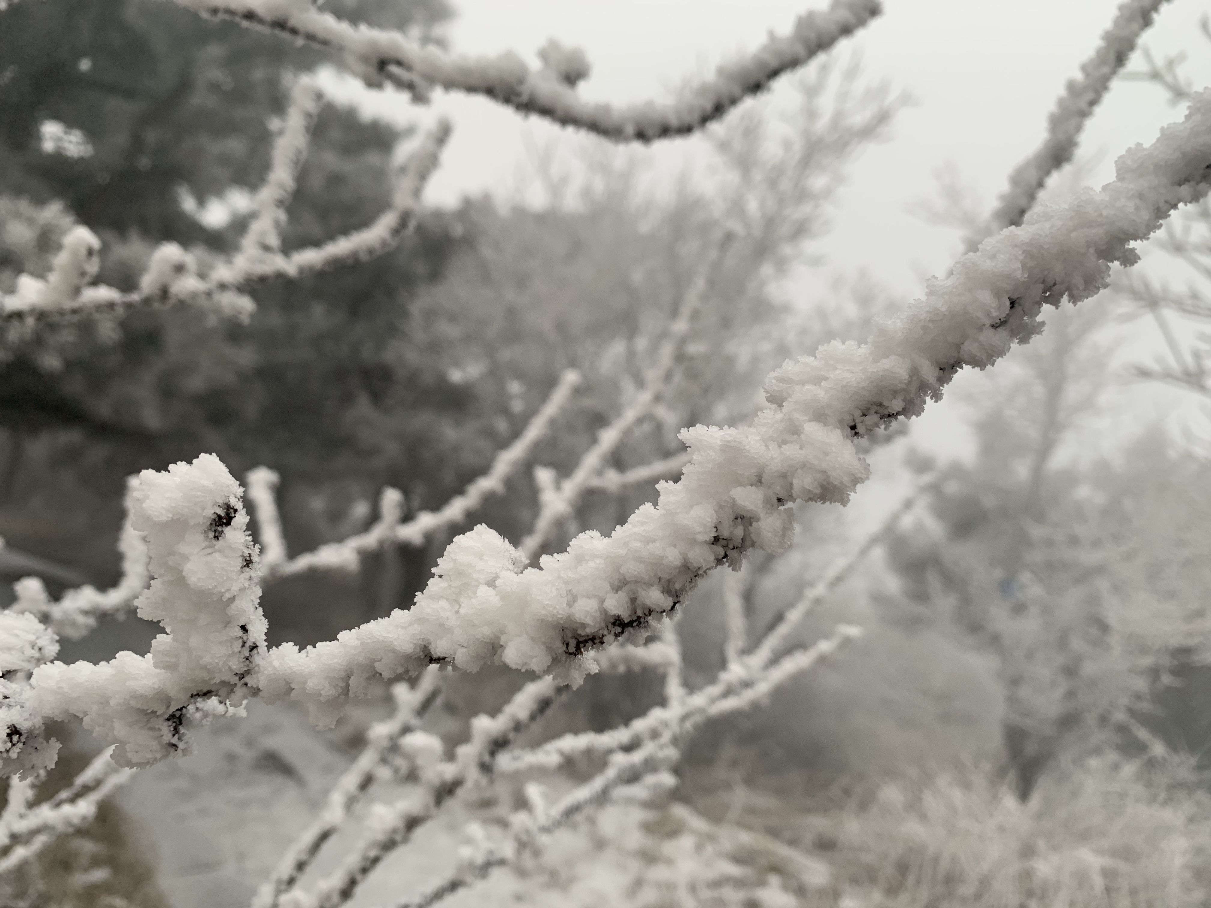 大河报·豫|大范围降雪落中原 中岳嵩山再度现雾凇奇观