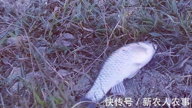 疯狂!男子钓鱼遇“空军”,直接扔掉鱼竿放大招,网友:长见识了