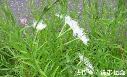 肾气|农村此野草，有降血压、长毛发、养肾气，利尿通经的功效，认识吗