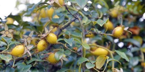 金樱子|农村山边的“药果子”，能补肾利尿、抗菌消炎，你认识吗？