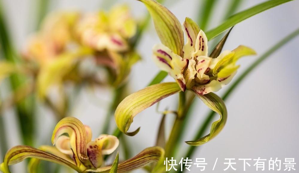春兰|兰花这样养,花开不断,越长越好