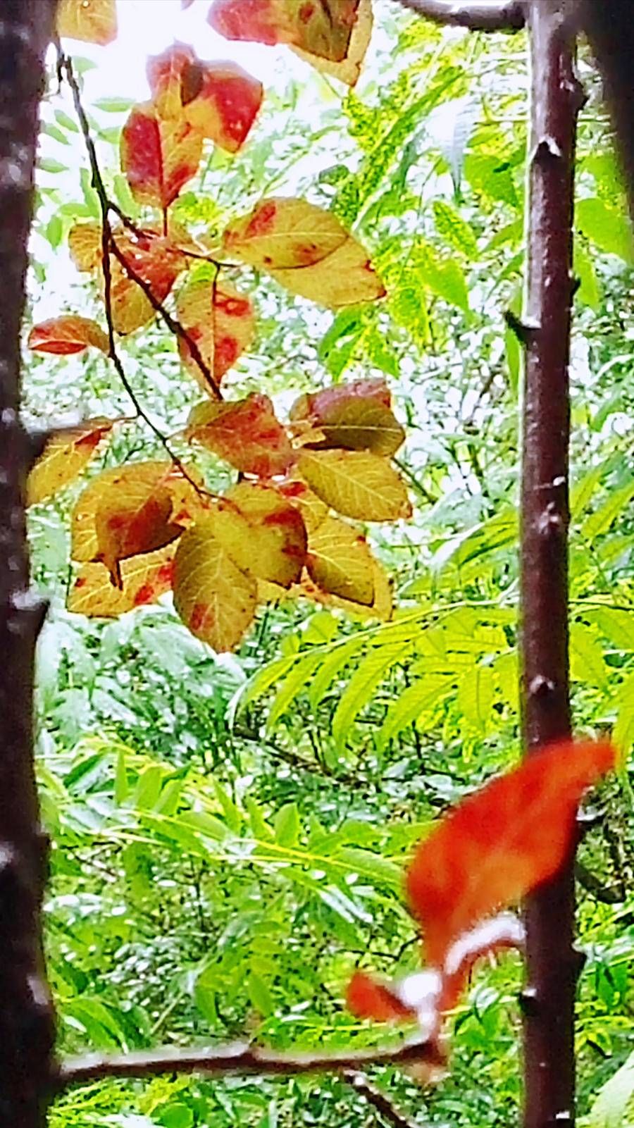 料青山|雨中山里走一走，看风景，洗尽风尘慰余生