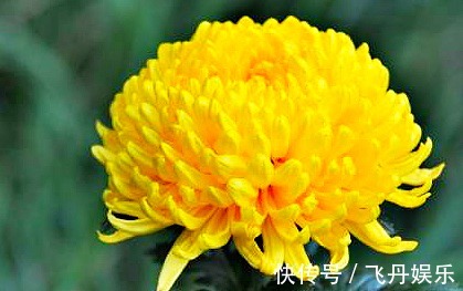 生长势|喜欢菊花,不如养盆“菊中珍品”黄创云,花似黄金,高贵优雅多姿