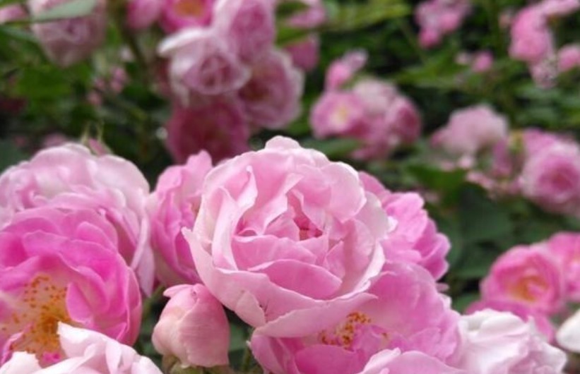 最有仙气的3种花，家里养一盆，开花漂亮花期长，谁养谁喜欢