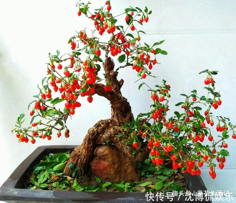 叶子|家中有枸杞盆栽,夏天养护要小心,不然度夏困难死亡率高!