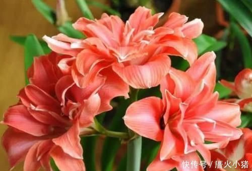 3种花深受花友的喜欢,沾土就能活,开花就爆盆,不易生病好养护