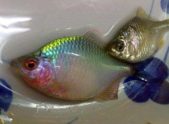 鰟鮍鱼|小时候最讨厌钓到鳑鲏鱼,离水几分钟就会烂肚子