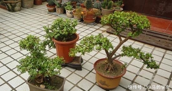 金枝玉叶,别养错了,30天剪一次,精雕细琢,养成盆景才漂亮!