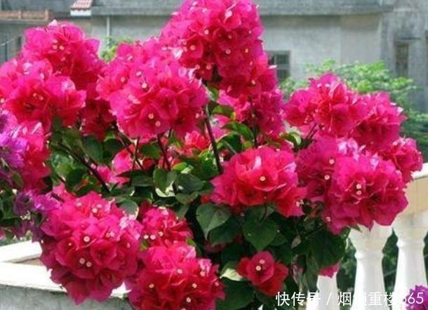 养花|“4种花”是懒人的最爱,有阳光就爆盆,四季都能开花,养花必备