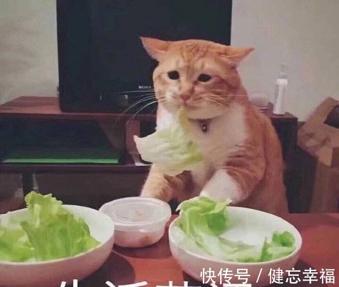 图片|可爱表情包图片:渴望的目光