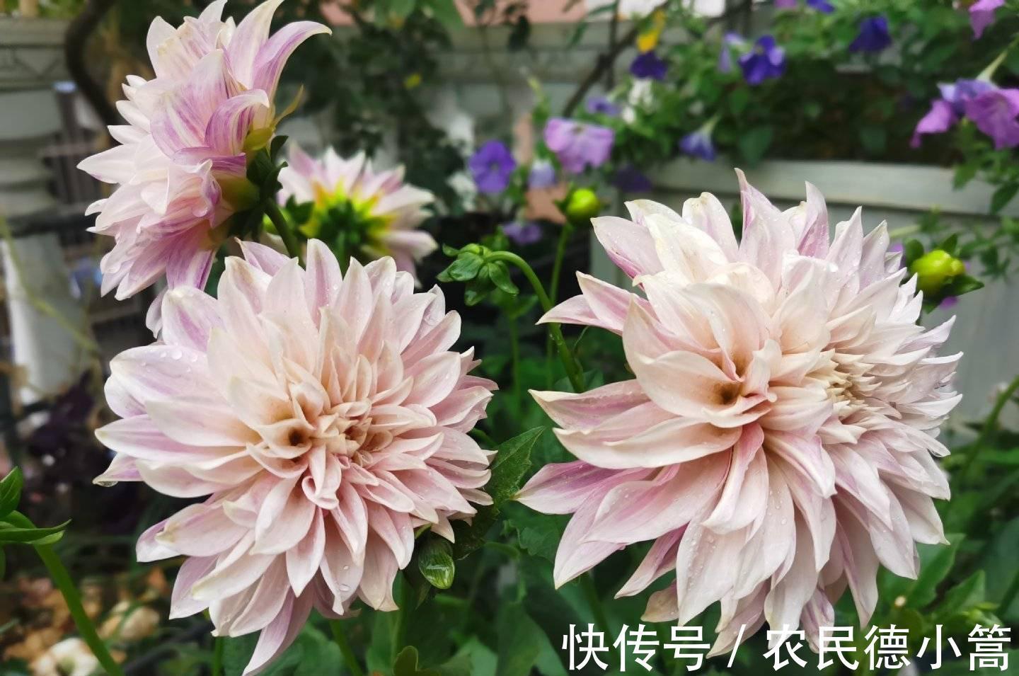 大红色|露台、小院可养一种花，花比碗口大花色鲜艳，开不停