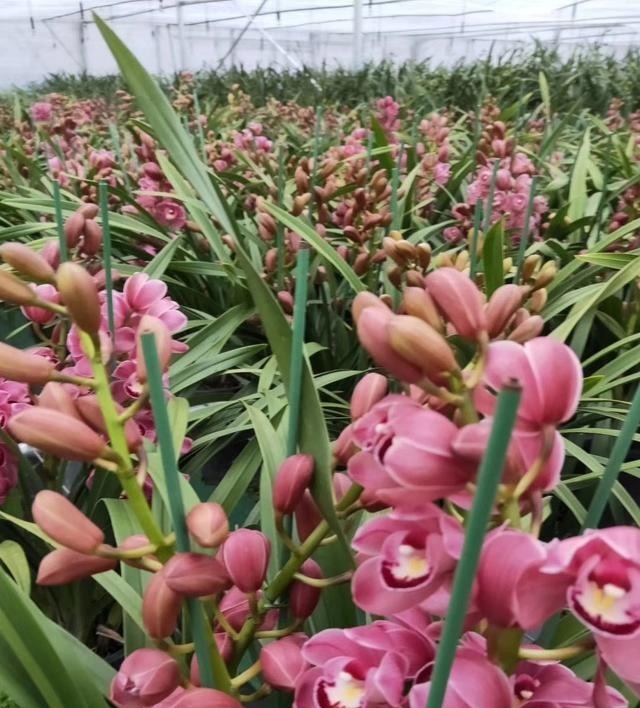 开败的大花蕙兰怎样养护让其第二年再次开花而不出现大小年