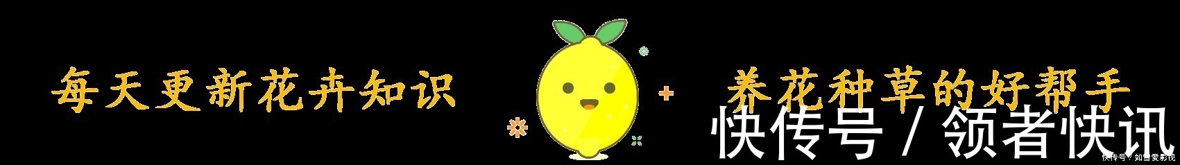 养这几种花太省事了，放在阳台晒太阳，少浇水还能开花