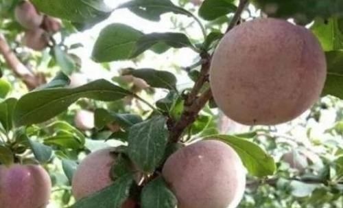 水果|以下3种水果坚持吃,养颜排毒、延缓衰老速度,不妨试试!