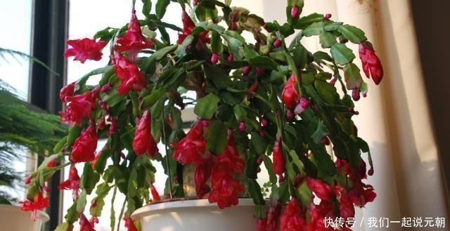 给蟹爪兰“晒太阳”,注意“1点”,新芽多,颜色深,开花就爆盆