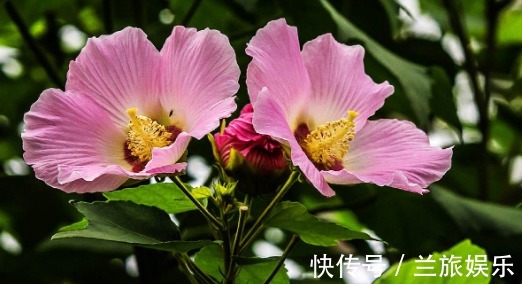 芙蓉葵|不如养盆芙蓉葵,养护记住以下3点,花开鲜艳美丽,观赏价值高