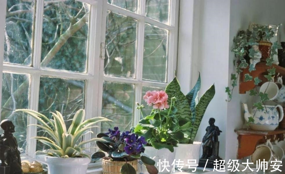 冬天植物养不好，别怪天气，方法不对