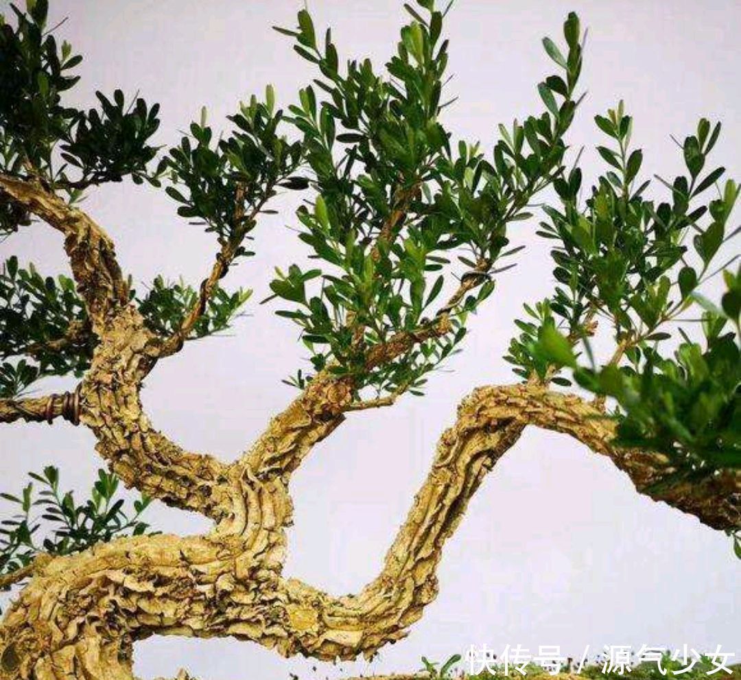 春季要想黄杨盆景美,几个养护妙招送给你