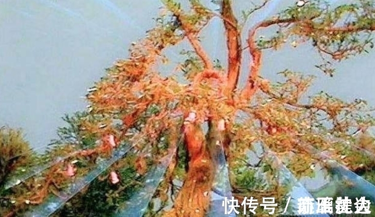 法宝!镇元子为何不怕如来,更不拜三清,看看他的法宝和背景是啥