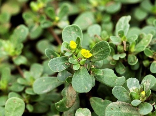 感染性疾病|每天坚持喝马齿笕水,除了可以黑发外,竟然还有这么多好处!