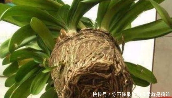 植物|养了10年的君子兰,打翻看到它根部后,你还敢养这植物吗