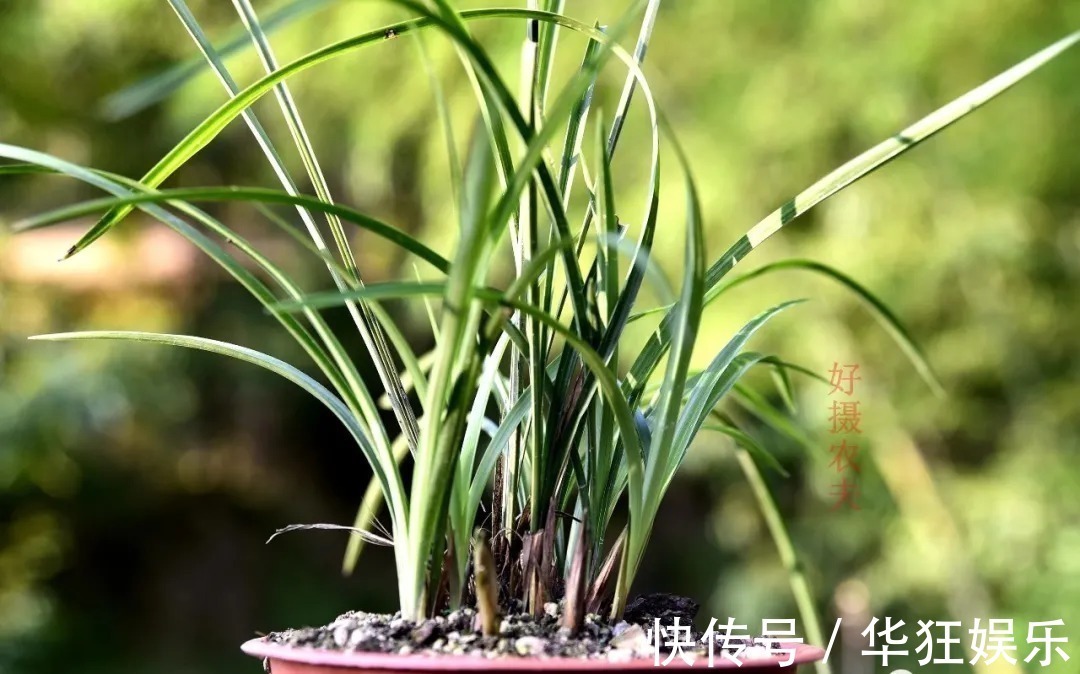 炭疽病|养兰花,比软腐病威胁更大的,是容易治好的炭疽病